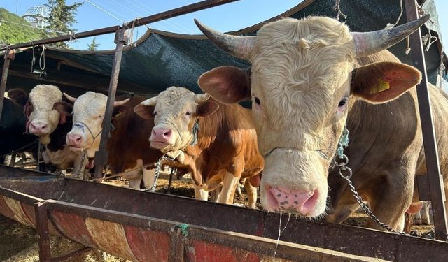 Erzincan'da 'Besilik Erkek Sığır Desteği' Başvuruları Başladı
