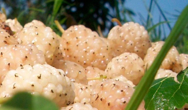 Erzincan'da Kapama Dut Bahçesi Kurulacak