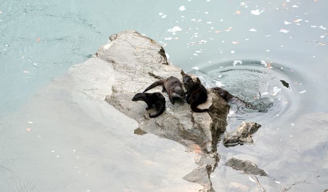 Fırat Nehri'nde 4 Su Samuru Görüntülendi