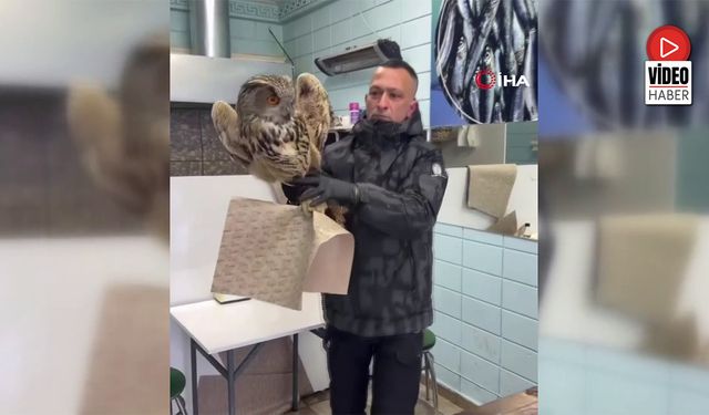 Erzincan'da Soğuktan Bitkin Düşen Baykuş Vatandaşların Duyarlılığıyla Kurtarıldı