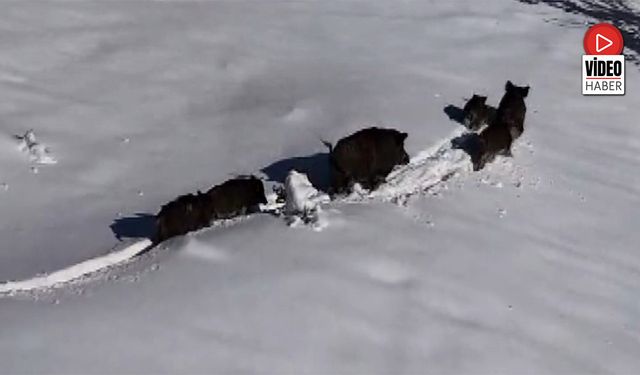 Karlı Arazide İlerleyen Domuz Sürüsü Havadan Görüntülendi
