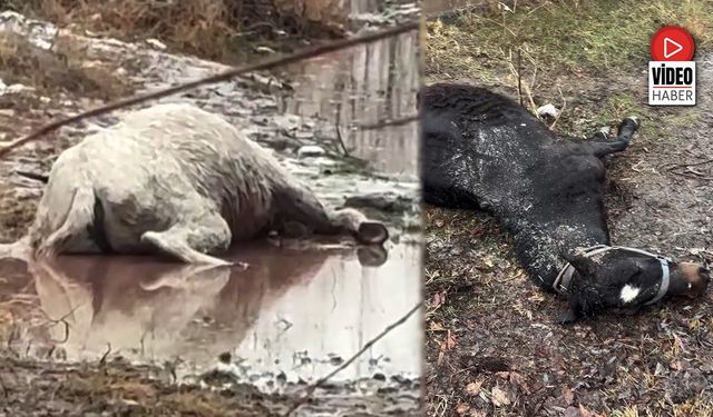 Erzincan’da Hayvanlara Silahlı Saldırı: At ve Eşek Tüfekle Öldürüldü
