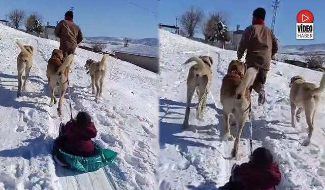 Köyde Kar Eğlencesi: Kangal Köpeği Lastik Kızağı Çekti