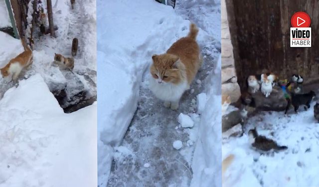 Soğuk Kış Günlerinde Yürek Isıtan Görüntüler