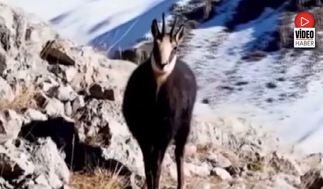 Munzur'un Beyaz Zirvesinde Şamualar Görüntülendi