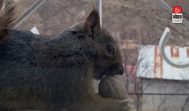 Aç Kalan Sincaplar Pencerelere Misafir Oluyor