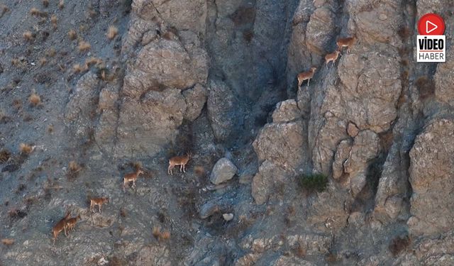 Munzur'un Sarp Kayalıklarında Yaban Keçileri