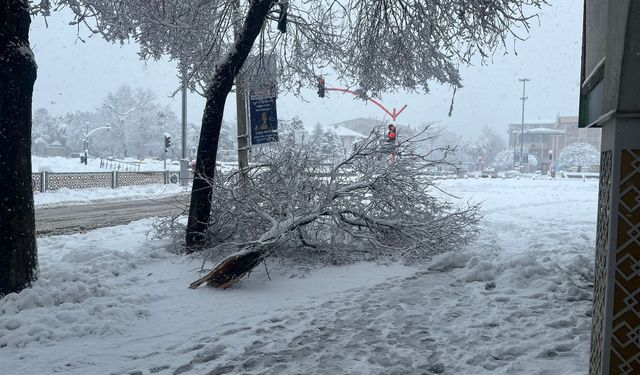 Ağaçlar Kar Yağışına Dayanamıyor