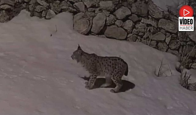 Köy Yerleşim Alanında Yiyecek Arayan Vaşak Güvenlik Kamerasına Yansıdı