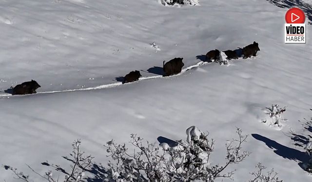 Yaban Domuzu Sürüsü Havadan Görüntülendi