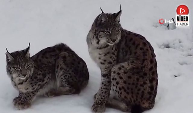 Karlı Arazide “Ormanın Hayaleti” Görüntülendi