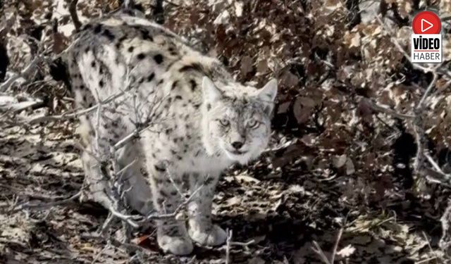 Köyün İçerisine Giren Vaşak Görüntülendi