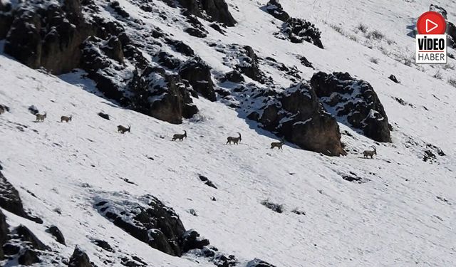 Kar Altında Yaban Keçilerinin Göçü
