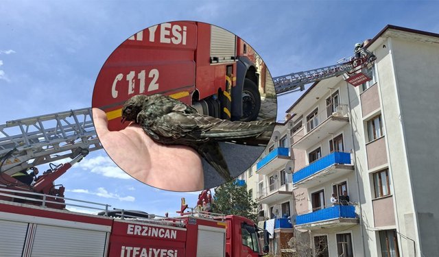 Çatıya Takılan Kuşu İtfaiye Kurtardı