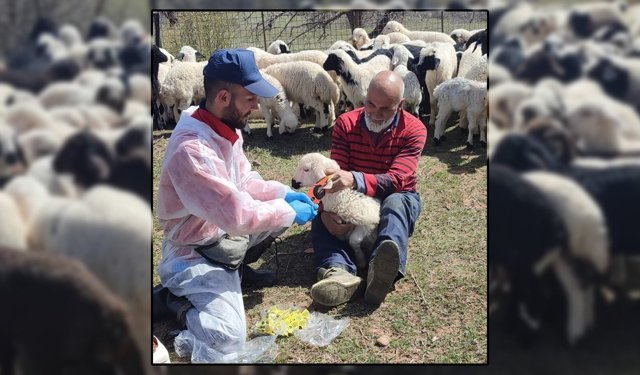 Kemah'ta Küçükbaş Hayvanlar Aşılanarak Küpeleniyor