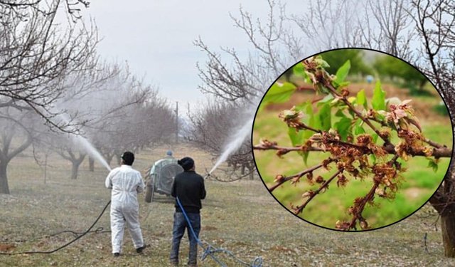 Erzincan'da Kayısı Üreticilerine Monilya Uyarısı
