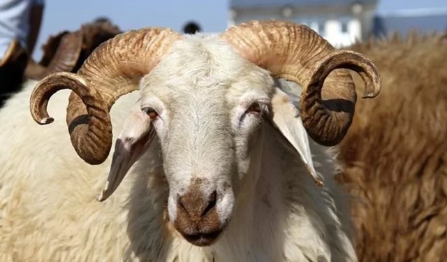 Diyanet 2026 Kurban Vekalet Bedellerini Açıkladı