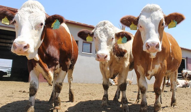 Erzincan’da Kurbanlık Büyükbaş Hayvan Satışları Başladı: Fiyatlar 150 Bin TL’den Başlıyor