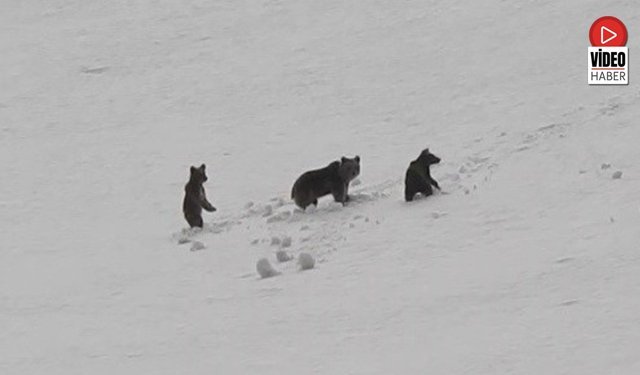 Munzur Dağları'nda Anne Ayı Ve Yavruları Kamerada