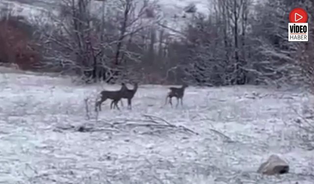 Refahiye’de Nadir Kızıl Geyik Görüntüsü