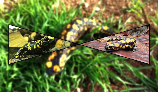 Koruma Altındaki Semenderler İçin Kritik Uyarı