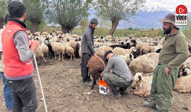 Türkiye'de İlk Kez Uygulandı: Afgan Çobanlar Asgari Ücretle Göreve Başladı