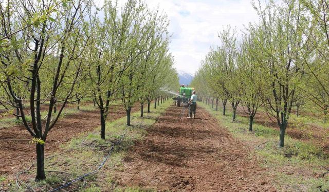 Erzincan'da Meyve Üreticilerine Yağış Sonrası İlaçlama Uyarısı