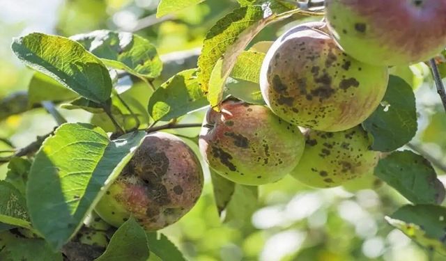 Erzincanlı Üreticilere Kara Leke Hastalığı Uyarısı