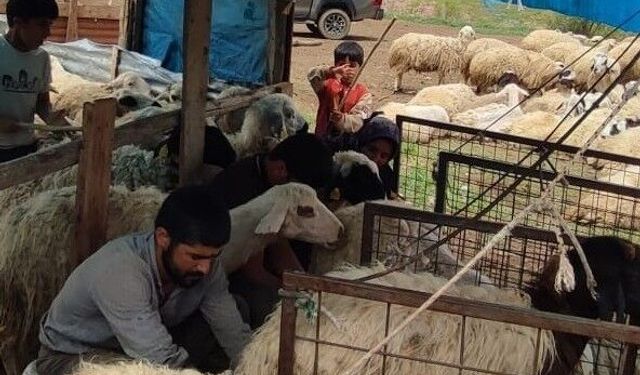 Kemah'ta Küçükbaş Hayvanlar İçin Sağlık Taraması Yapıldı