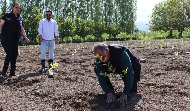 Bahçe Kültürleri Araştırma Enstitüsünden Aronya Çalışması