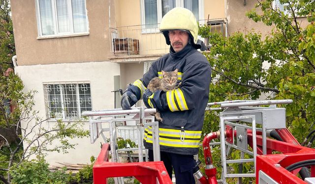 Çatıda Mahsur Kalan Kedi İtfaiye Ekiplerince Kurtarıldı