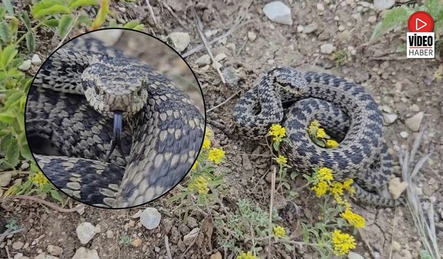 Endemik Engerek Çalılıklar Arasında Görüntülendi