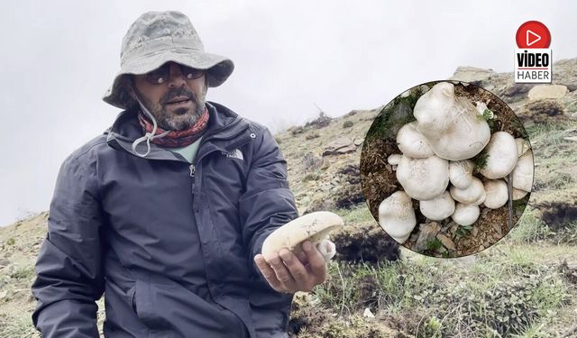 2 Bin Rakımda Yetişen Mantar Altınla Yarışıyor