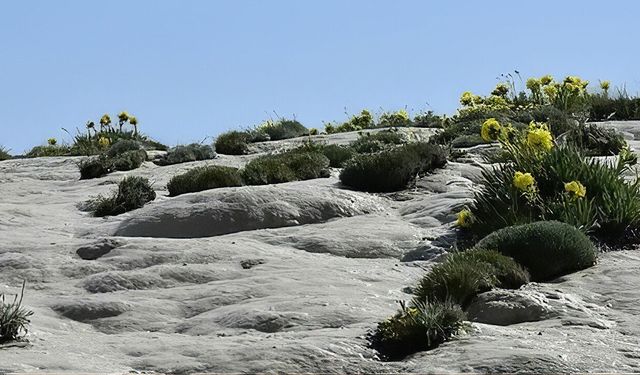 Otlukbeli'nde Doğanın Sanata Dönüştüğü Nokta: Ağ Nene
