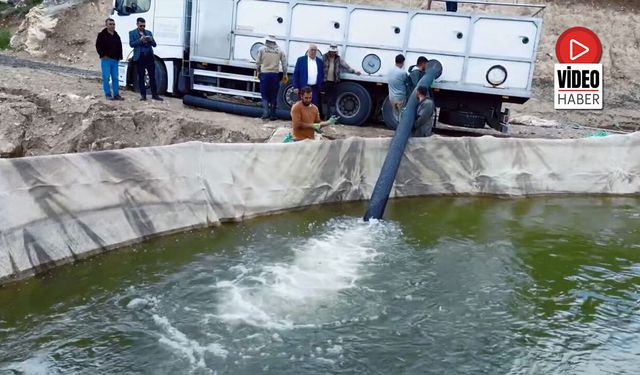 Tercan Barajı’nda Alabalık Hasadı Başladı