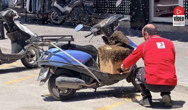 Şehrin Göbeğinde Oğul Veren Arılar İlgi Odağı Oldu