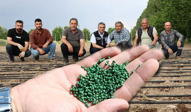 Kırmızı Havuç ve Pancarda Yerli Adaptasyon Testi