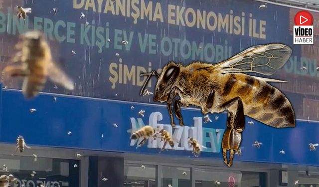 Nermi Tombul Caddesi’nde “Arı İstilası” Görüntüsü Şaşırttı
