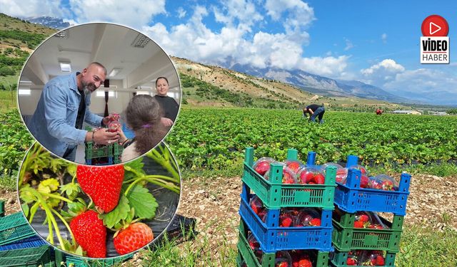 İlk Çilek Hasadı Öğrencilere İkram Edildi