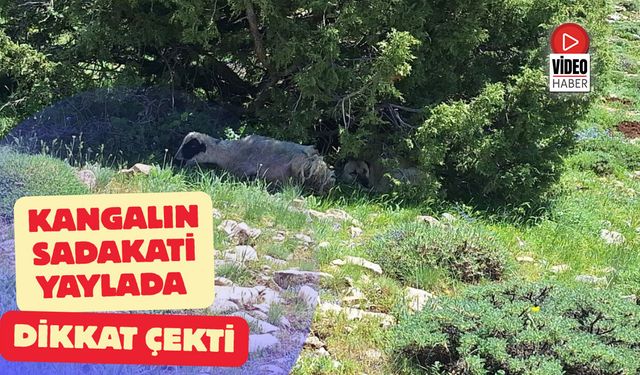 Kangalın Sadakati Yaylada Dikkat Çekti