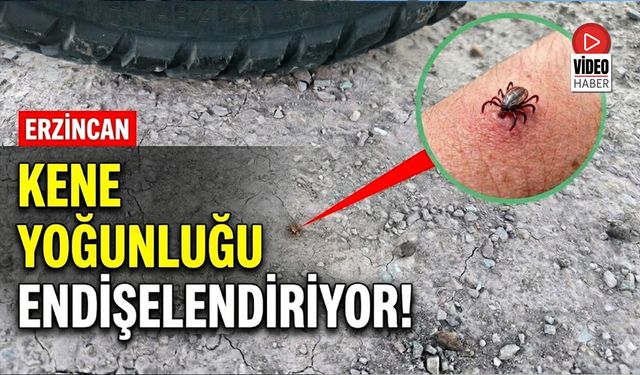 Erzincan’da Kene Yoğunluğu Endişelendiriyor