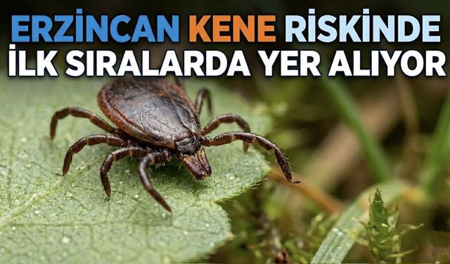 Erzincan Kene Riskinde İlk Sıralarda Yer Alıyor