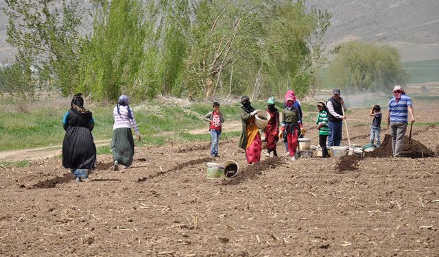 Erzincan'da Tarımın Görünmeyen Kahramanları: Mevsimlik İşçiler