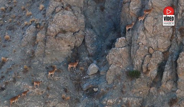 Munzur'un Sahipleri "Yaban Keçileri"