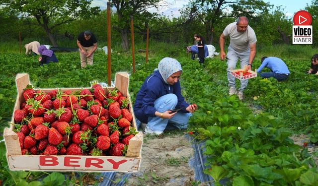 Erzincan'da Yeni Akım: Dalından Çilek Toplama Deneyimi