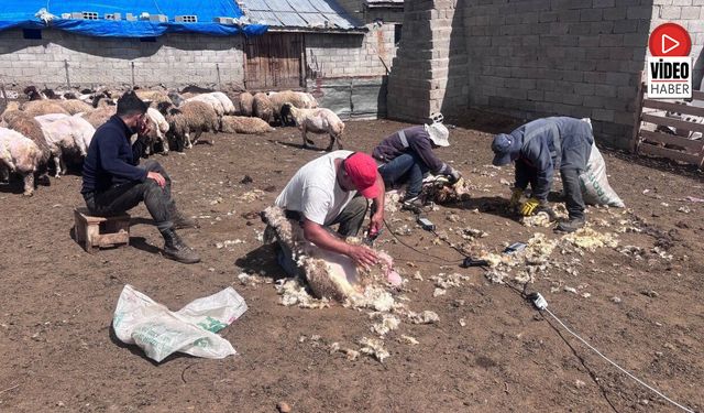 Erzincan Yaylalarında Kırkım Mesaisi