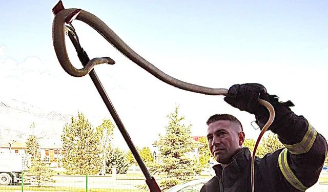 Erzincan’da 2 Metrelik Yılan Korkuttu