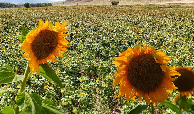 Erzincan'da Ayçiçeği Tarlaları Sarıya Büründü