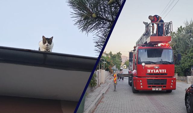 Çatıda Mahsur Kalan Kedi Kurtarıldı