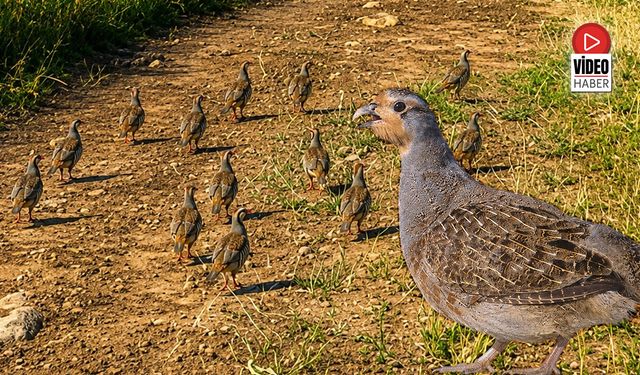 İliç'te Yayla Yolculuğuna Çil Keklikler Eşlik Etti
